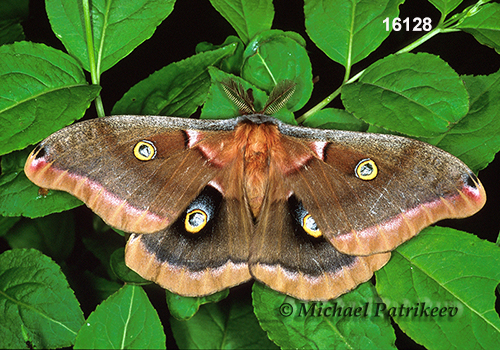 Polyphemus Moth (Antheraea polyphemus)